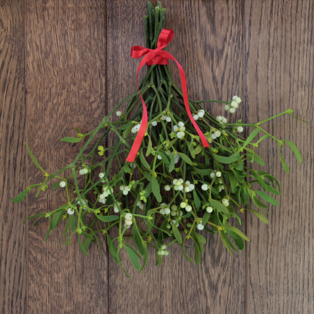 Fun Facts About Mistletoe - History And Traditions