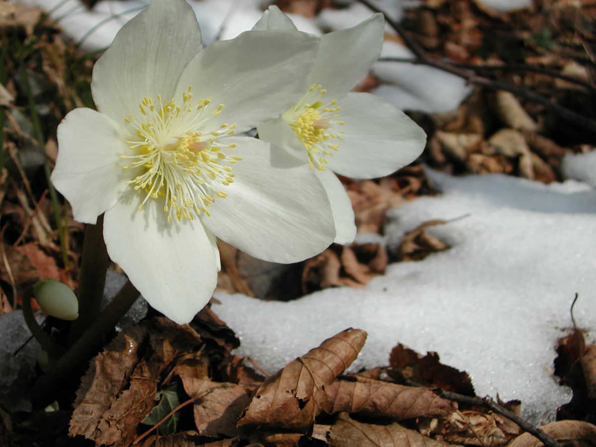 Close up of the flowers of the Christmas rose blooming in the snow.