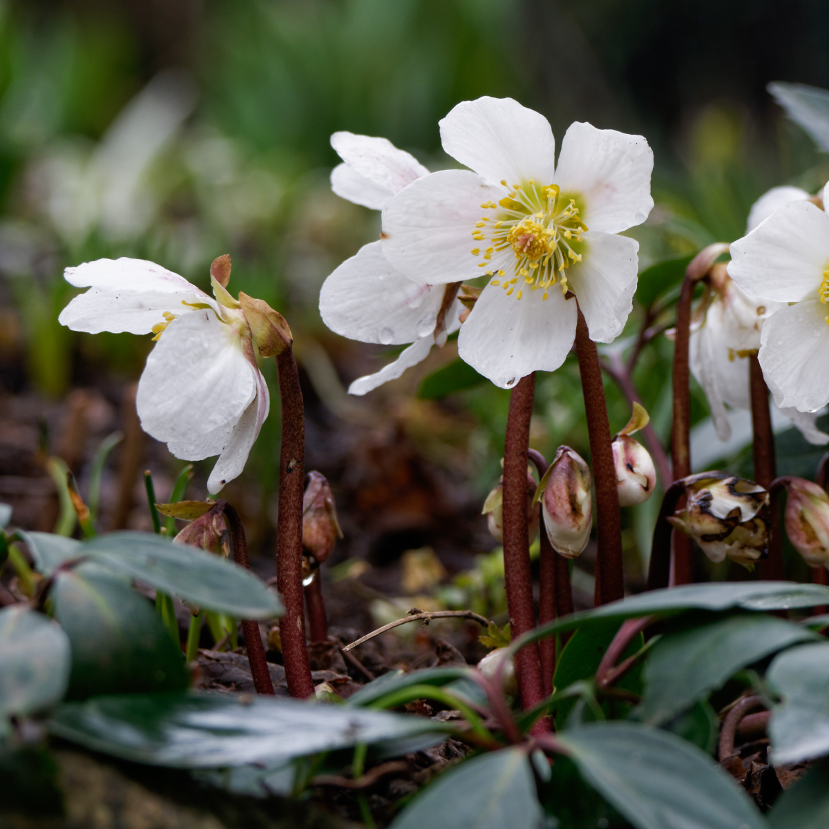 Blooming helleborus niger or Christmas rose in the garden.