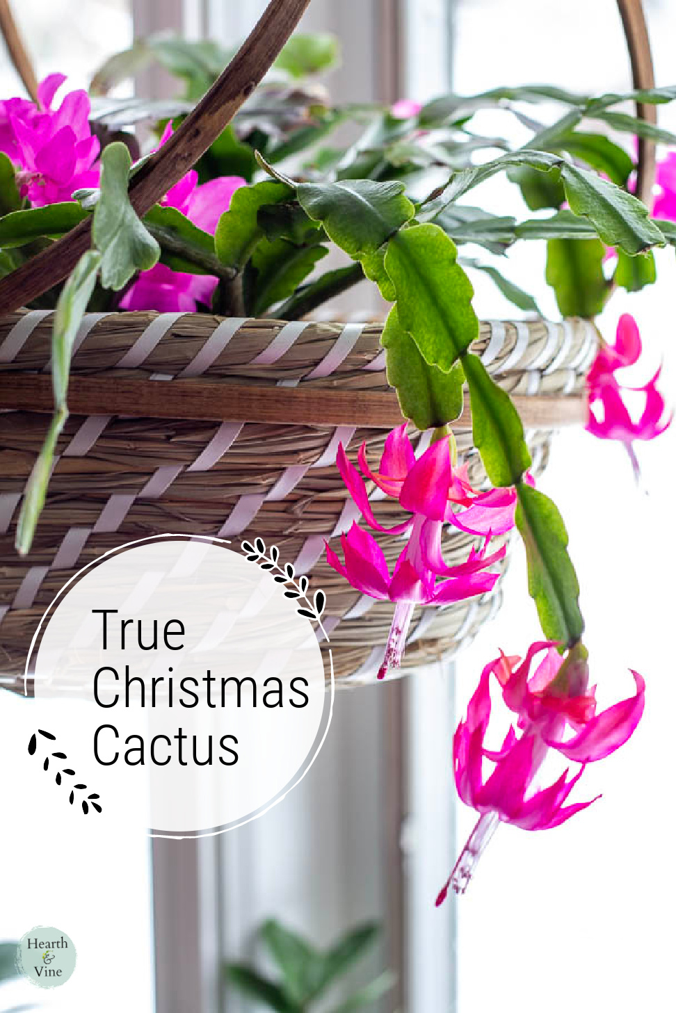 True Christmas cactus hanging from a basket in bloom.