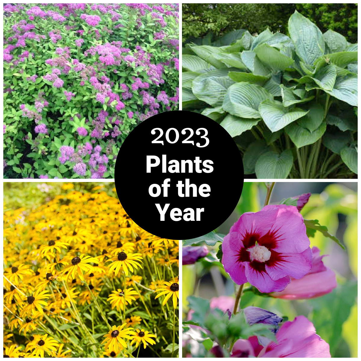 Collage of 2023 plants of the year including spirea, rudbeckia, hosta and rose of Sharon.