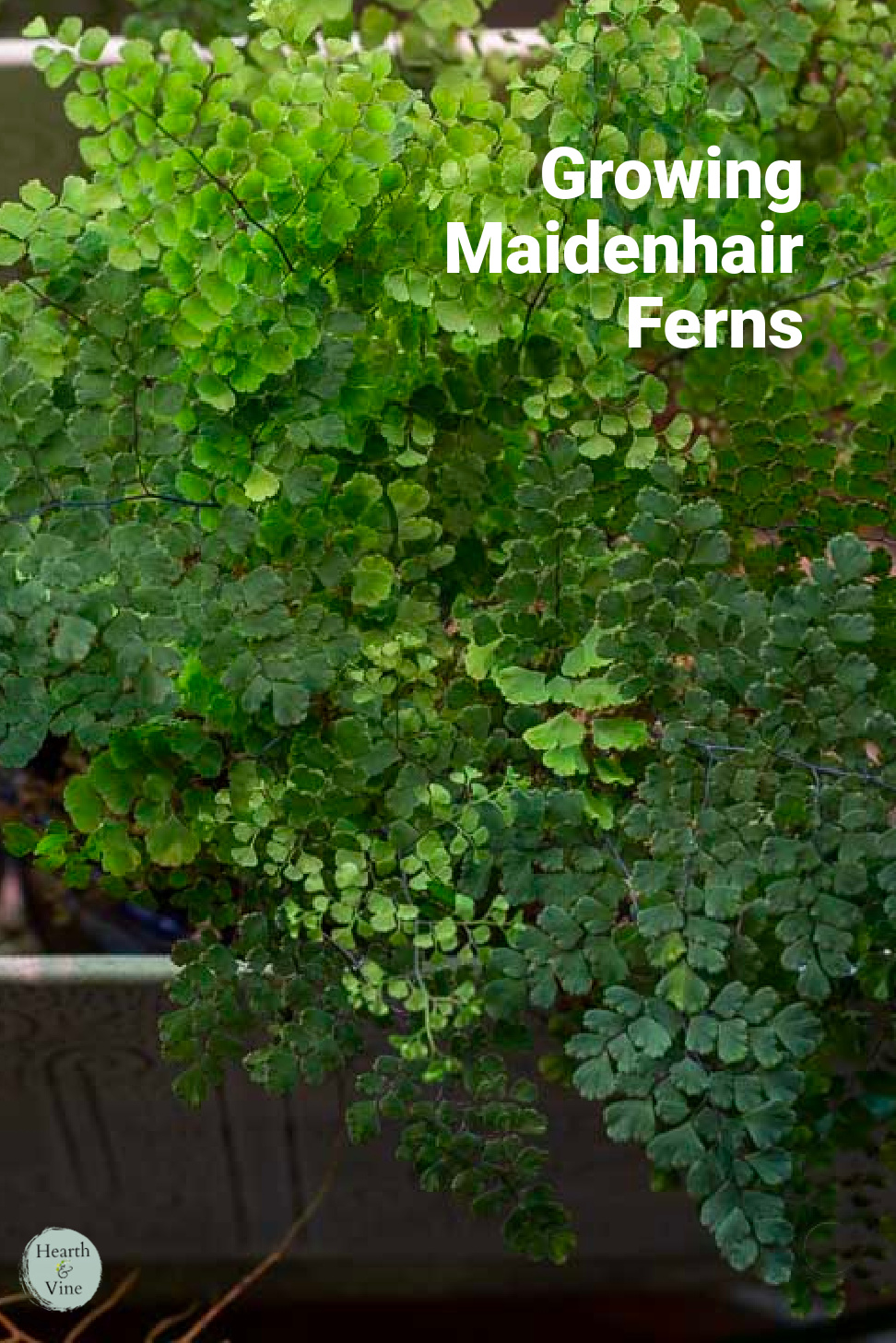 Foliage of a maidenhair fern growing indoors.