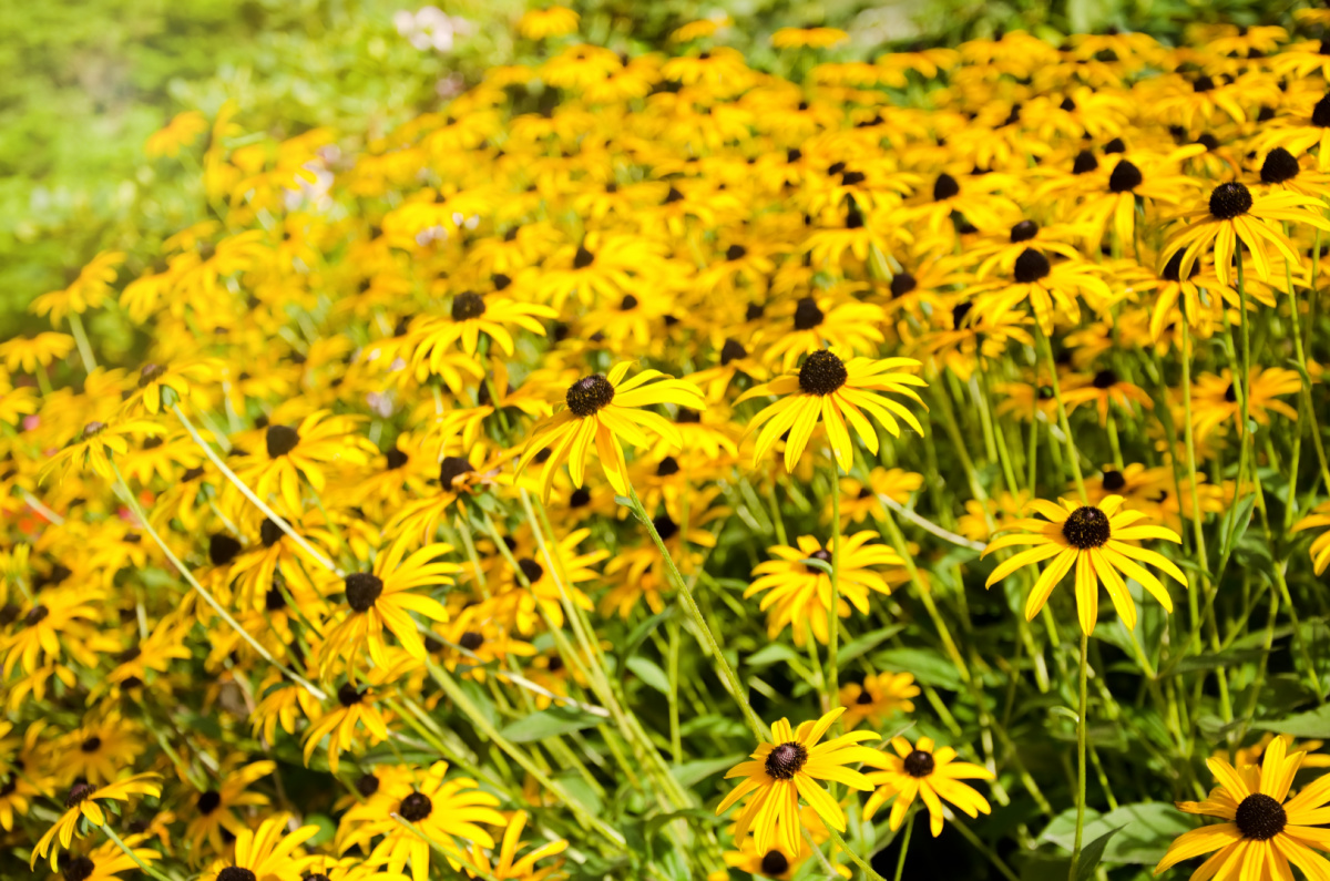 Rudbeckia growing in the garden