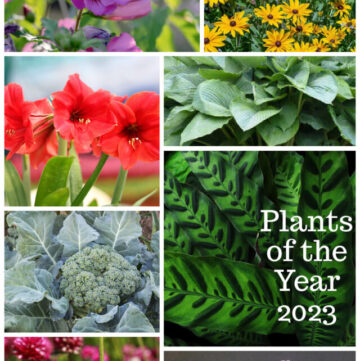 Collage of plants of the year for 2023