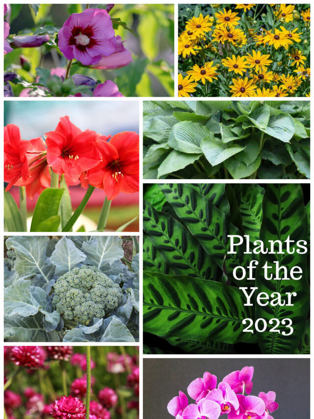 2023 Plants of the Year