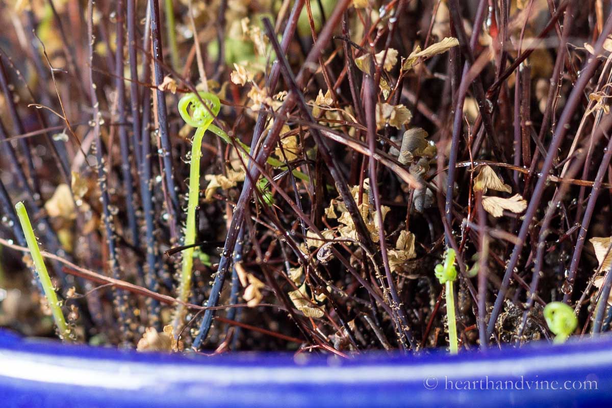 New maidenhair fern fronds growing.