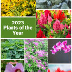 Collage of the 2023 plants of the year including orchids, amaryllis, broccoli and hosta.