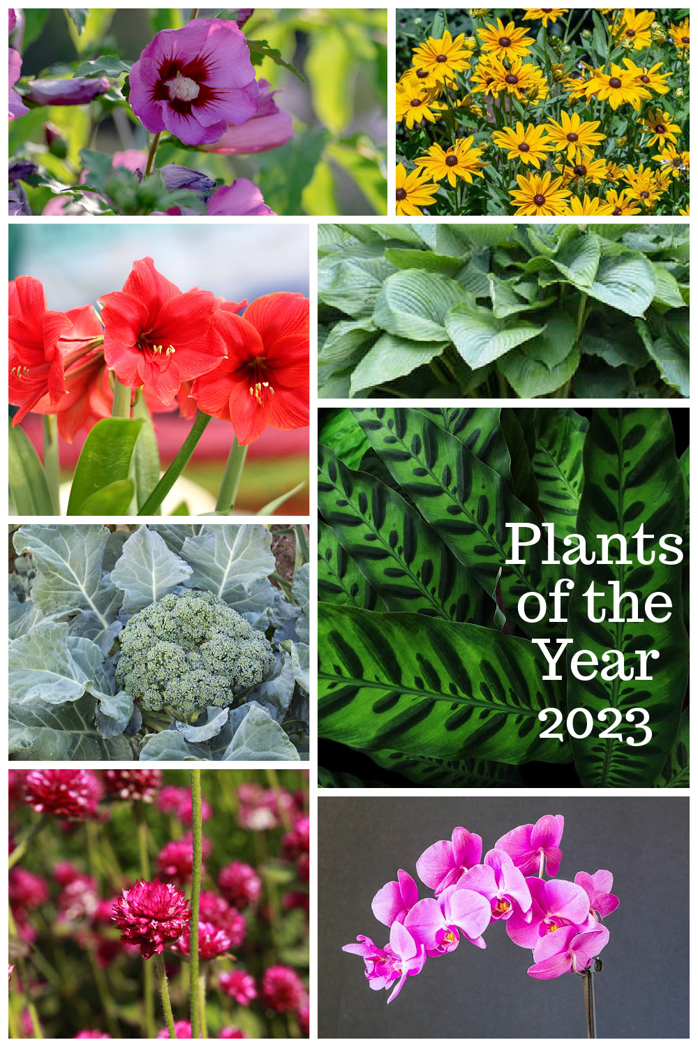 Collage of plants of the year for 2023 including Rose of Sharon, Black Eyed Susan, Amaryllis, hosta, broccoli, orchid, globe amaranth and rattlesnake plant.