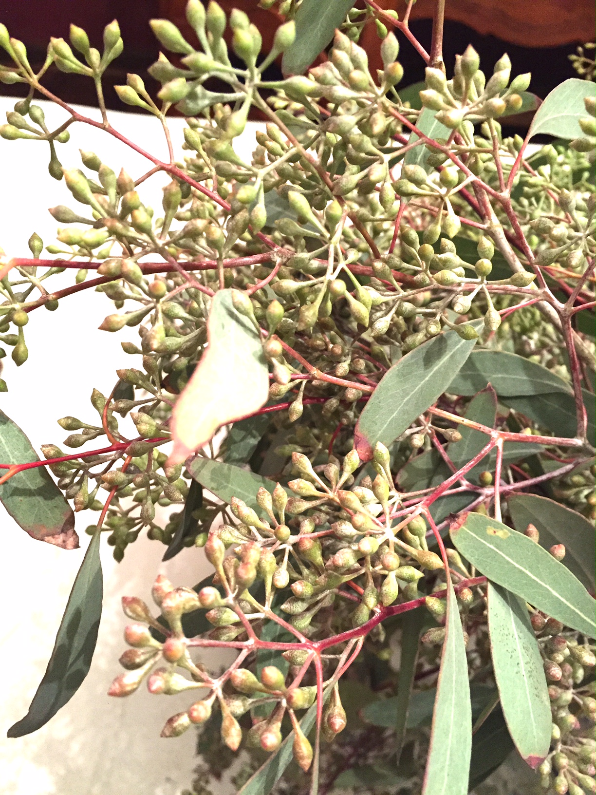 Close up of seeded eucalyptus berries.