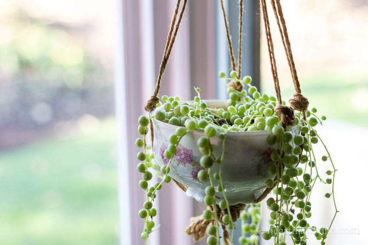 Updated image of the tea cup planter with string of pearls filled in.