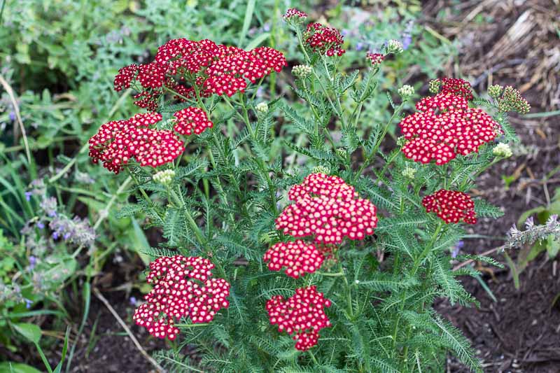 Red yarrow plant in the garden.