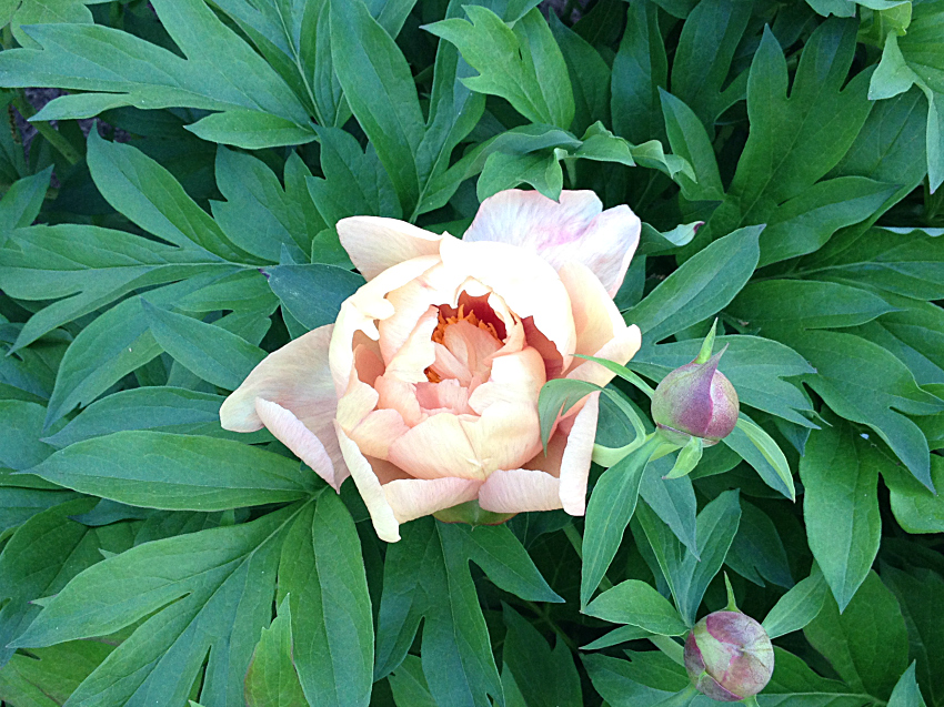 Itoh peony just beginning to open.