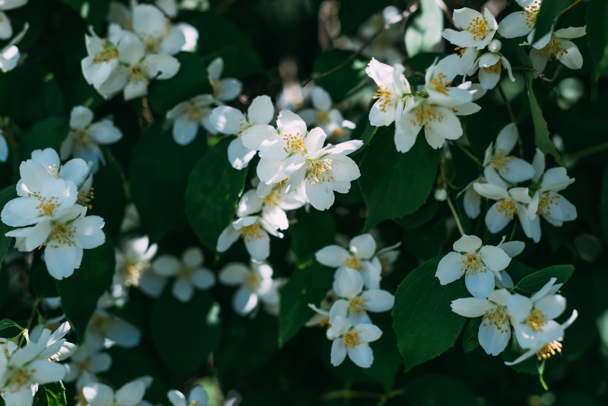 Jasmine shrub.