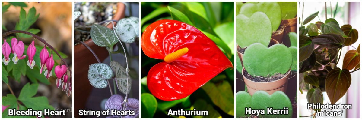 Gallery of bleeding heart, string of hearts, anthurium, hoya kerrii and philodendron micans.