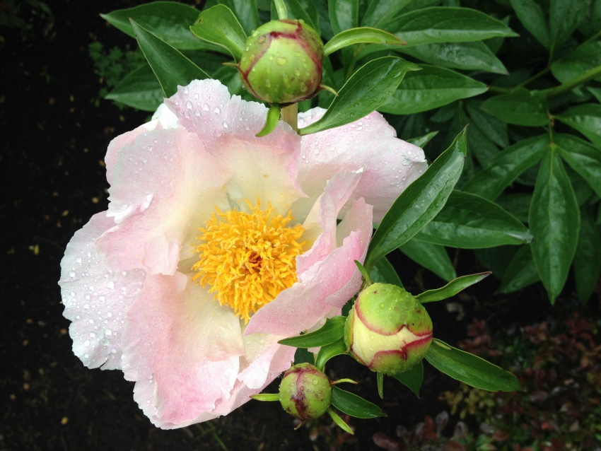 Single peony with pale pink petals and a golden center.