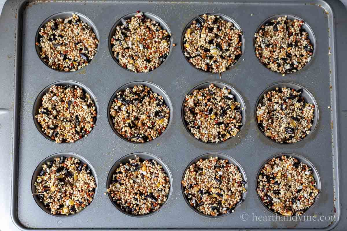 A 12 unit muffin tray filled with the birdseed and gelatin mixture.
