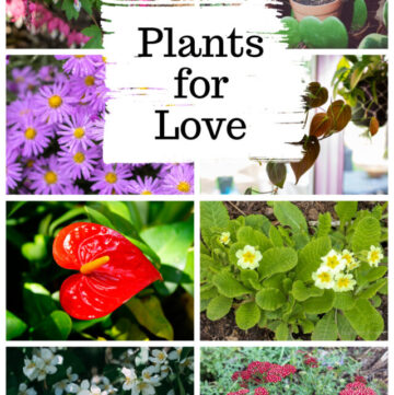 Gallery of plants including primrose, bleeding heart, hoya kerri, yarrow and aster.