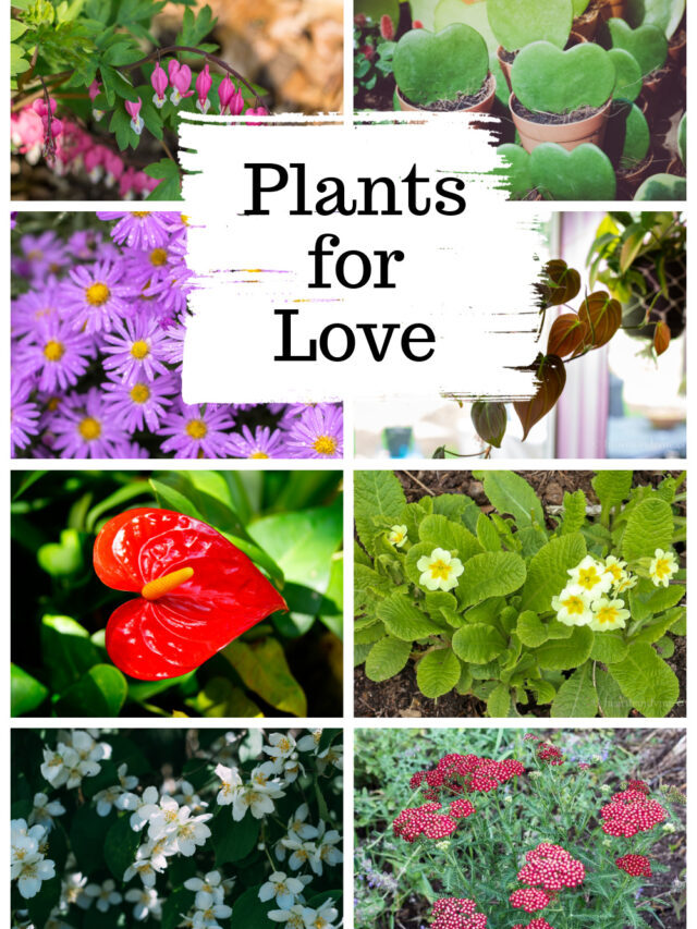 Plants for Love