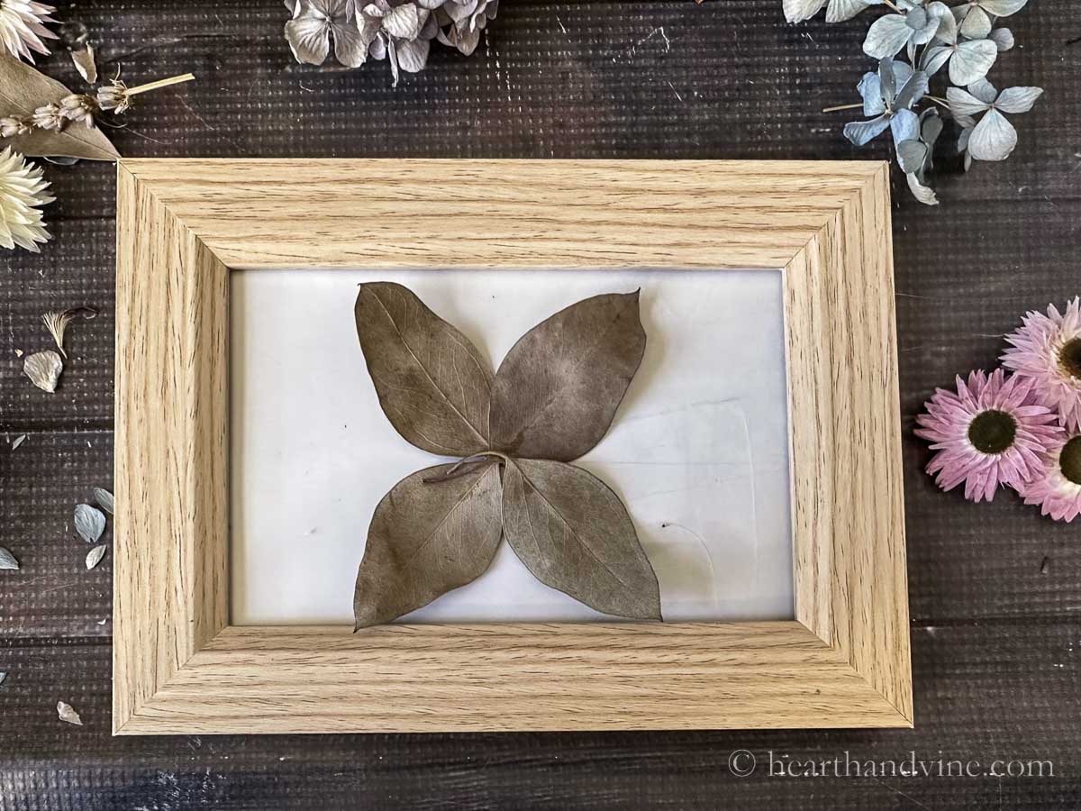 Four eucalyptus leaves glue to the center of the glass in a picture frame.