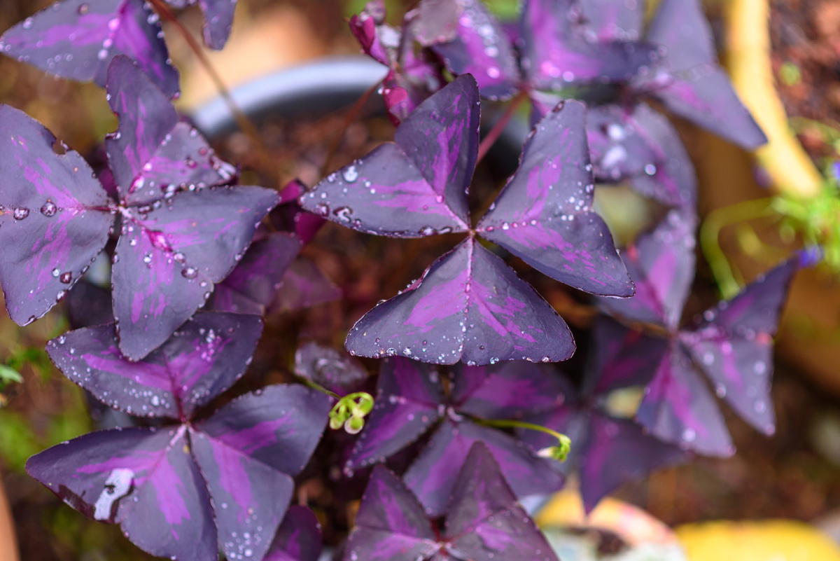 Purple shamrock also called love plant and false shamrock.