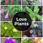 Gallery of plants the symbolize love including, yarrow, cyclamen, forget-me-not, bleeding heart, primrose and string of hearts.