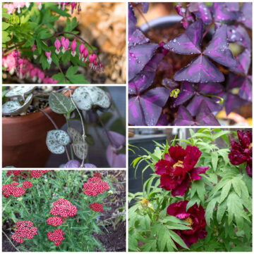Collage of plants including bleeding hearts, string of hearts, yarrow, peony and false shamrock.