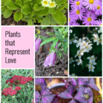 Gallery of love plants including primrose, asters, bellflower, yarrow, jasmine and oxalis.
