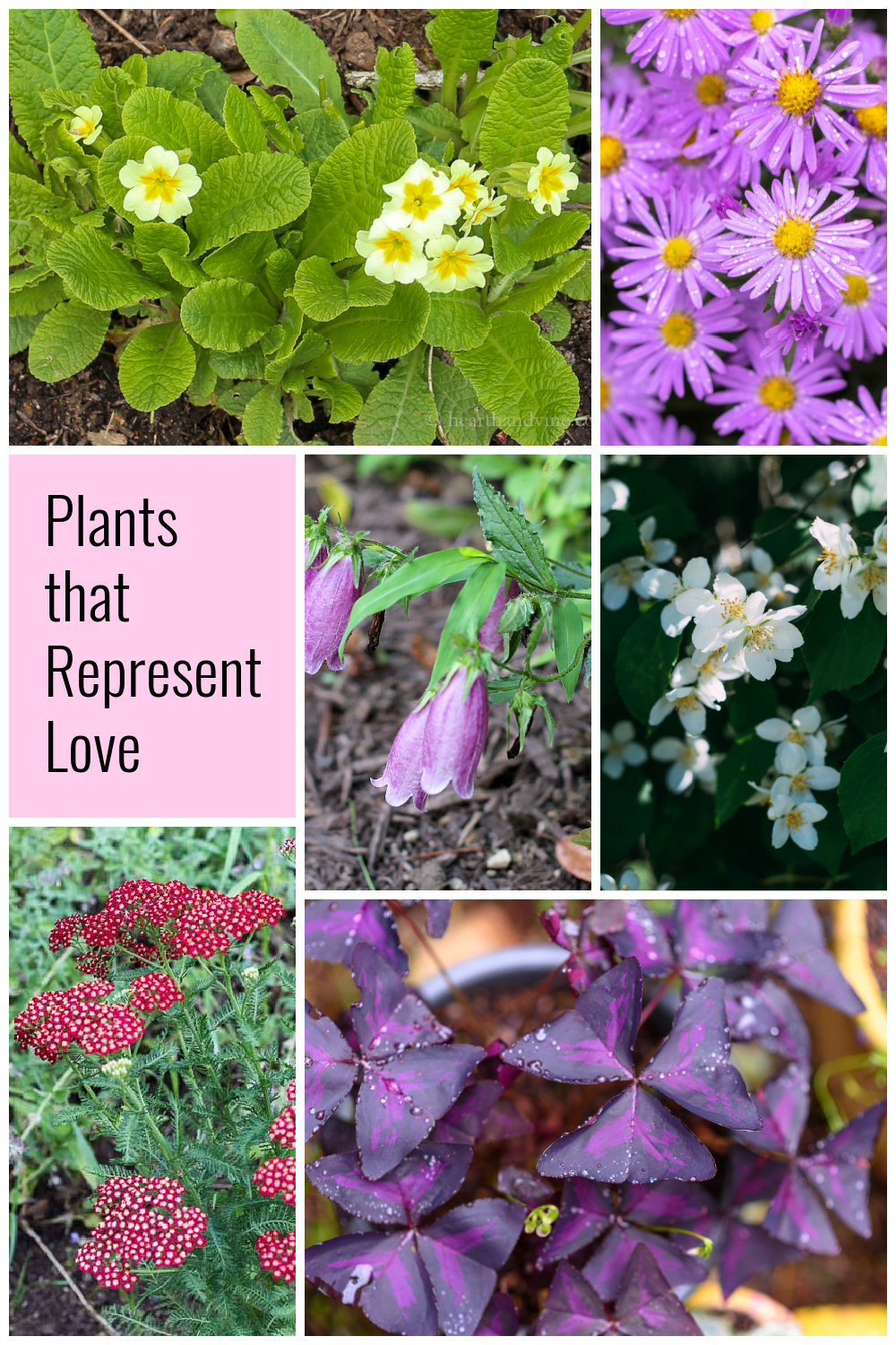 Plants for Love Romantic Plants to Buy or Gift Hearth and Vine