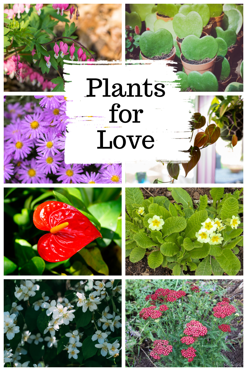 Gallery of plants for love including purple aster, philodendron micans, anthurium, primrose, jasmine flowers and yarrow.