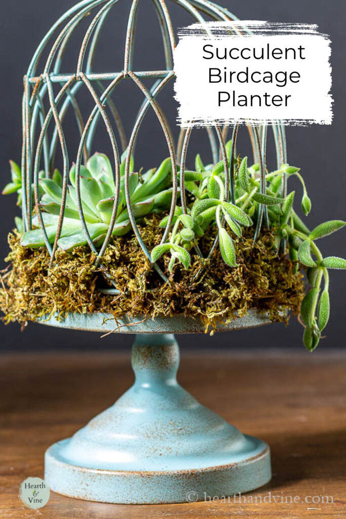 How to Make a Succulent Birdcage Planter Hearth and Vine