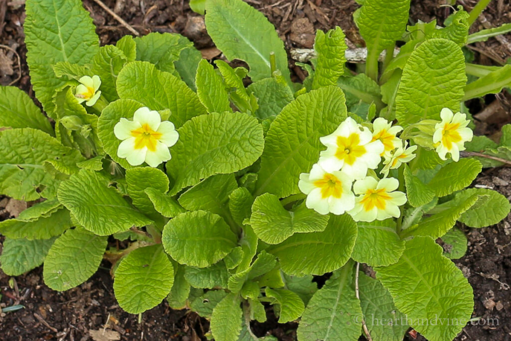 Plants for Love Romantic Plants to Buy or Gift Hearth and Vine