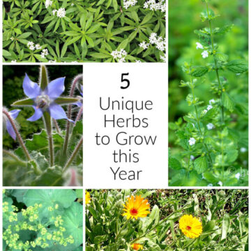 Collage of herbs including borage, calendula, sweet woodruff, lemon balm and Lady's mantle.