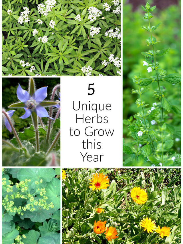 Five Unique Herbs to Grow this Season