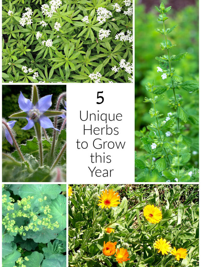 fyp #herbs #explore #duckflower #qgreenherbalist #qgreenhealing