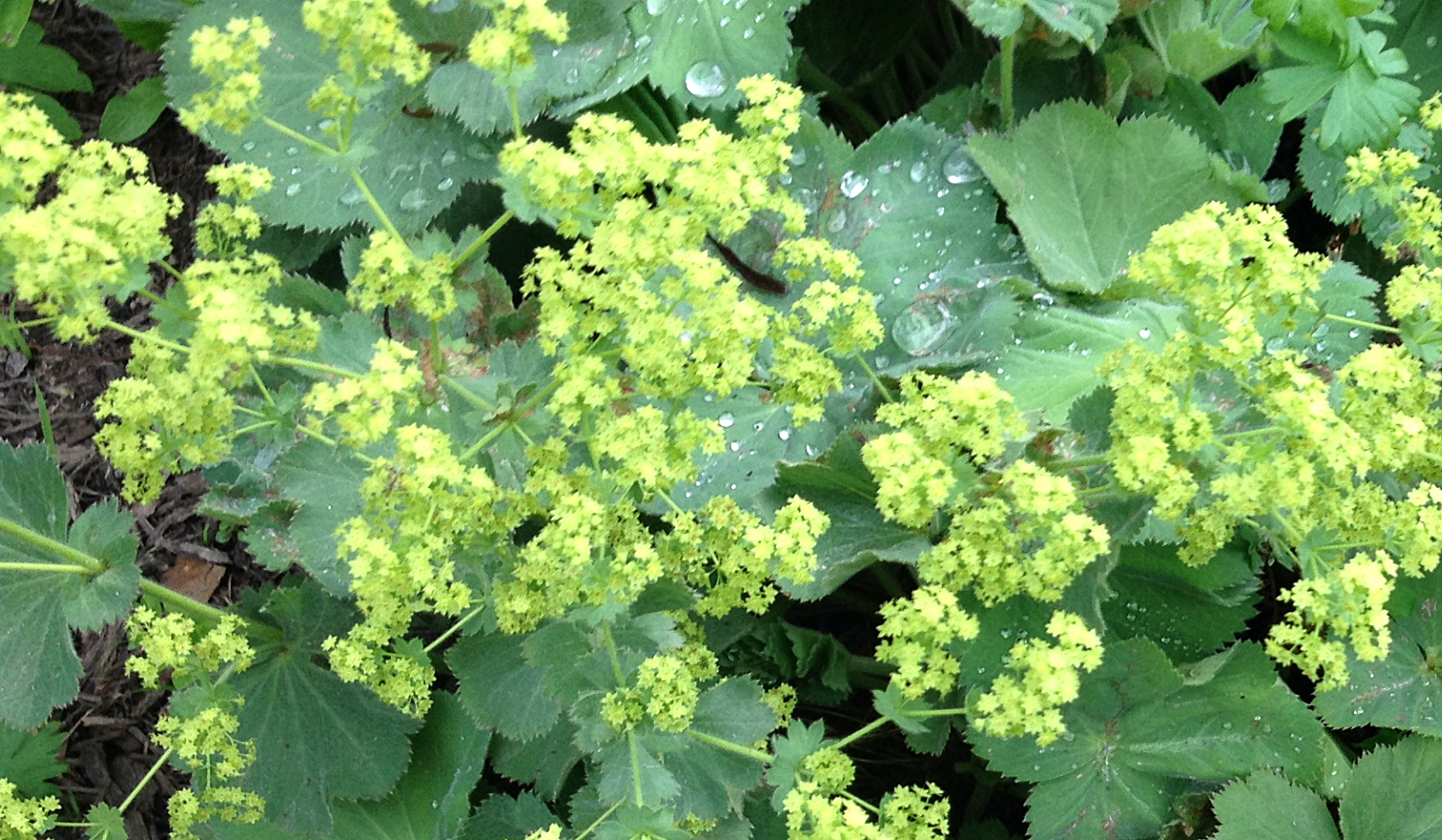 Lady's mantle in flower.