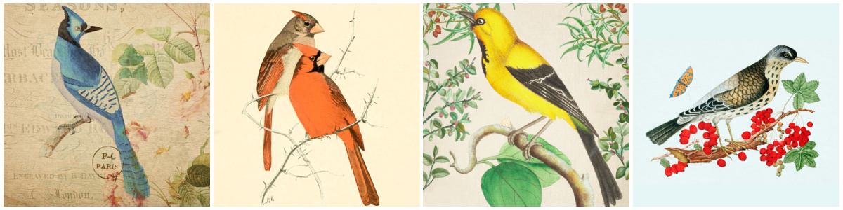 Four large bird images.