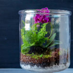 Open terrarium with an orchid and fern.