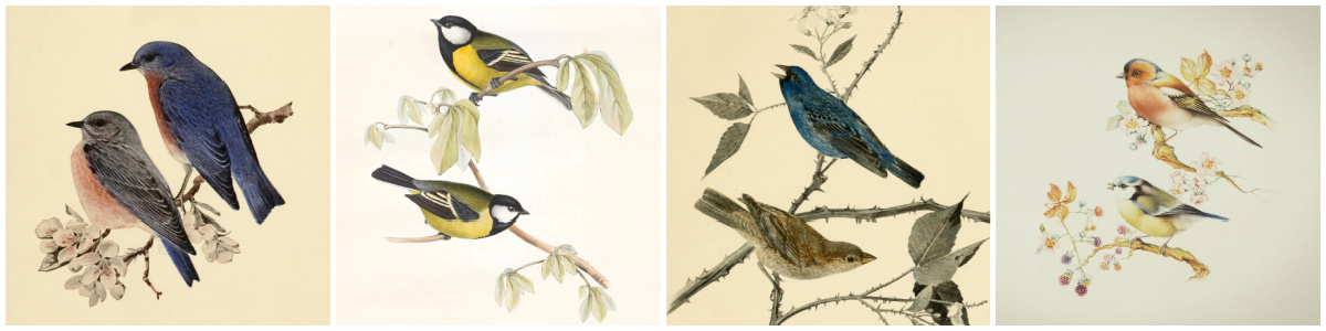 Four small botanical bird prints on 6 inch wood blocks.