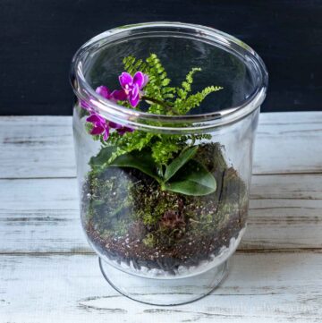 Open terrarium with a tip view.