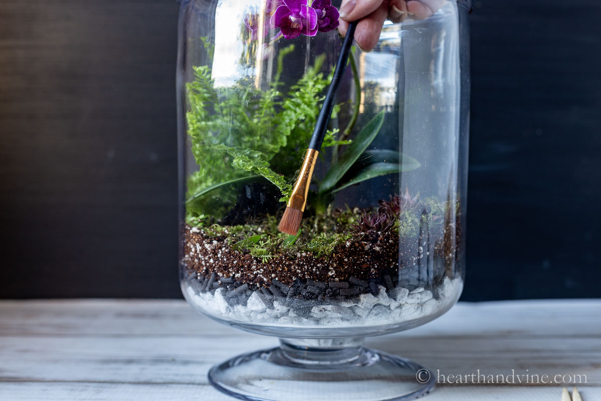 Using a paintbrush on the inside of a terrarium to clean debris off the sides.
