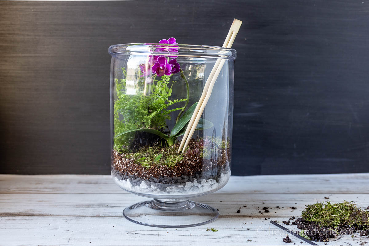 Planting an open terrarium and using wooden chopsticks to move plants and items into place.
