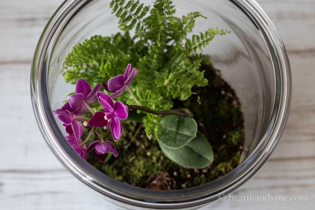 Top view of an open terrarium showing a button fern and a mini orchid.