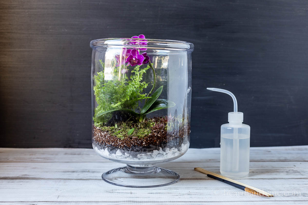 Would this huge glass jug make a good terrarium? It doesn't have a