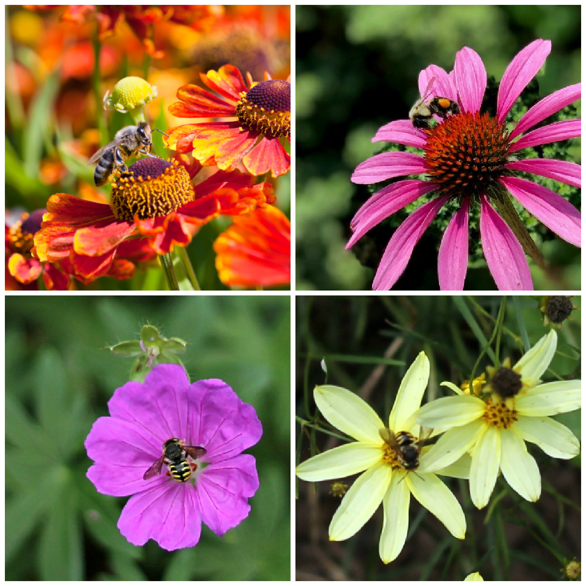 Collage of flowers with bees including blanket flower, coneflower, geranium and coreopsis.