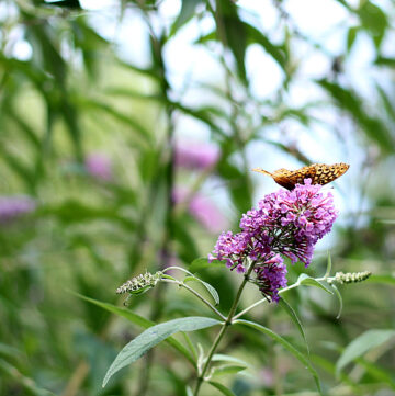 Butterfly on a butterfly bush flower.
