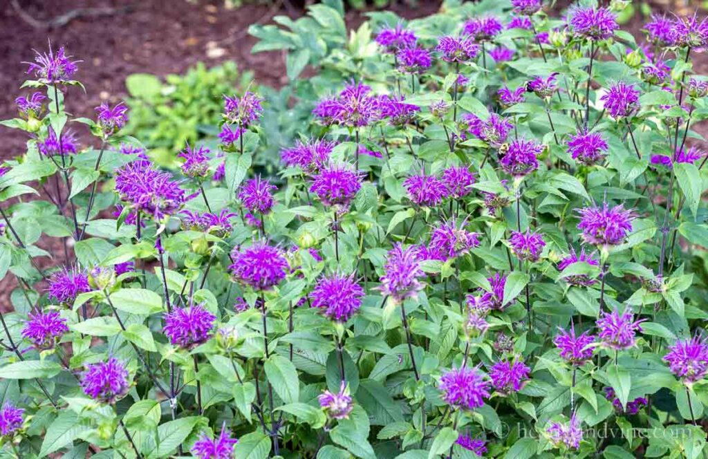 Best Plants for Honey Bees to Add to Your Garden