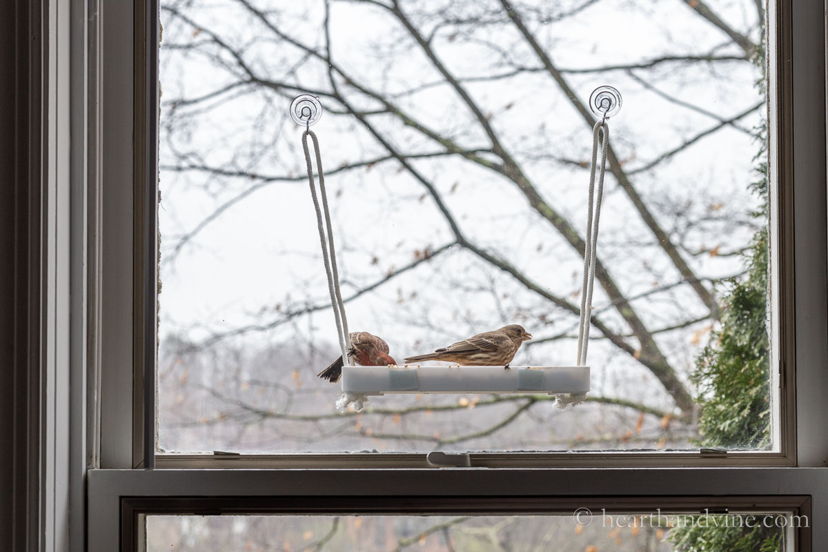 Birds in a homemade window bird feeder.