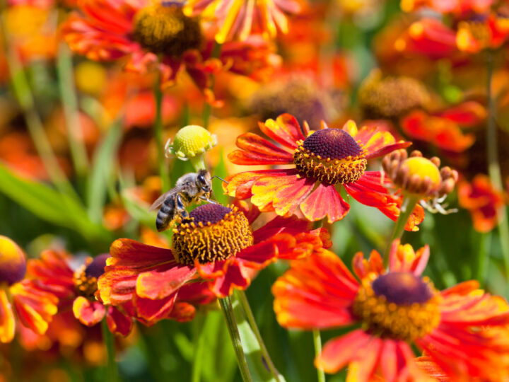 Best Plants for Honey Bees to Add to Your Garden