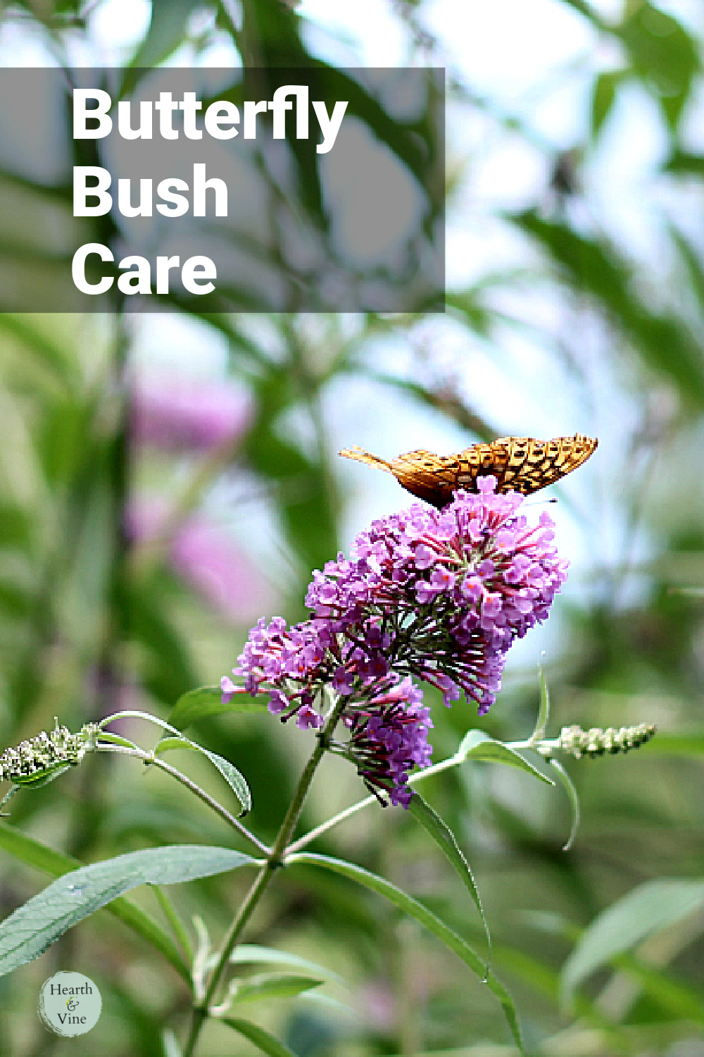 Butterfly on a butterfly bush bloom.