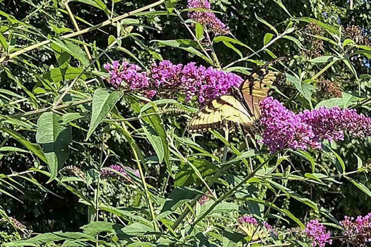 Tiger swallowtail butterfly on a magenta  bloom of the butterfly bush.